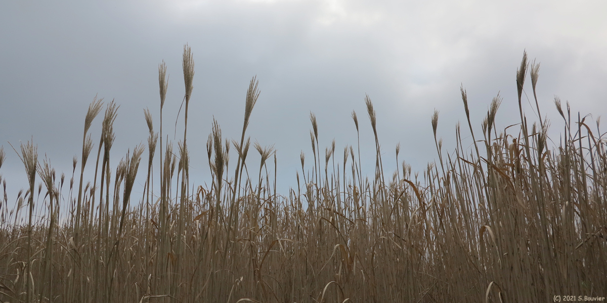 Martigny (Miscanthus)