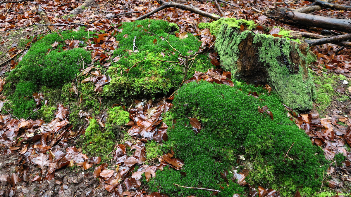 Massif de Pimont (Mousse)