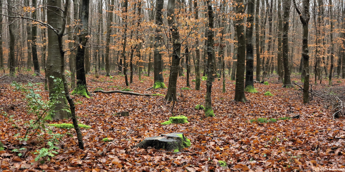 Massif de Pimont (Arbres)