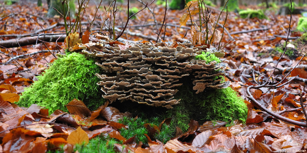 Massif de Pimont (Champignon 2)