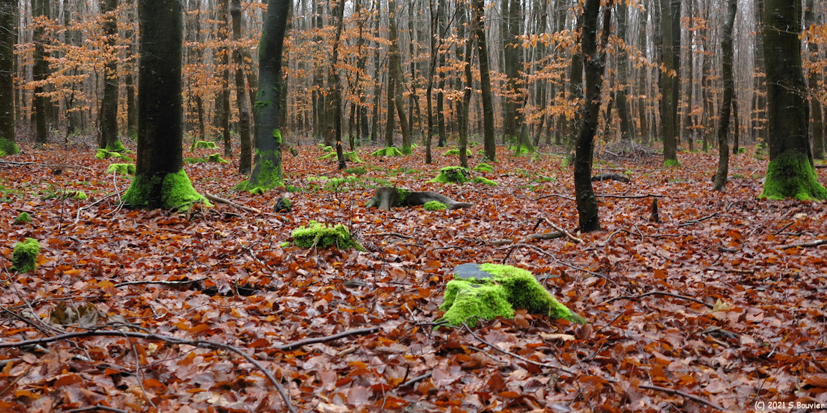 Massif de Pimont (Souches)