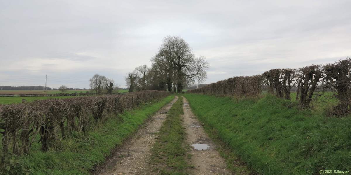 Bacqueville en Caux (Chemin)