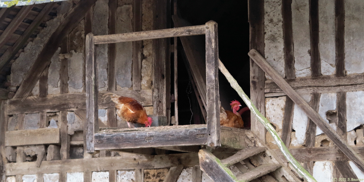Saint Pierre Bénouville (Poules)