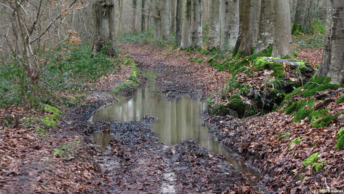 Royville (Chemin 1)