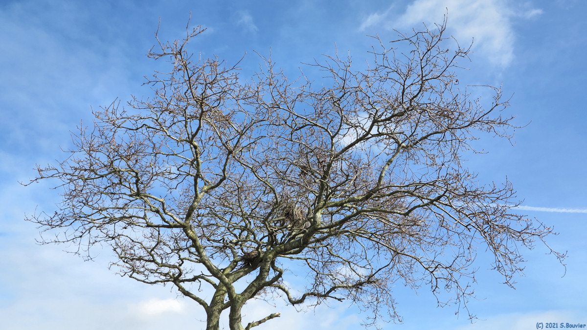 Saint Pierre le Vieux (Arbre)