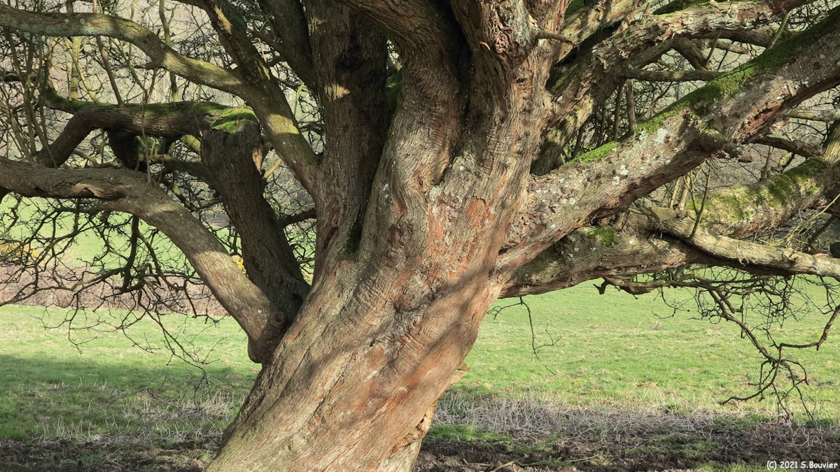 Auberville la Manuel (Arbre)