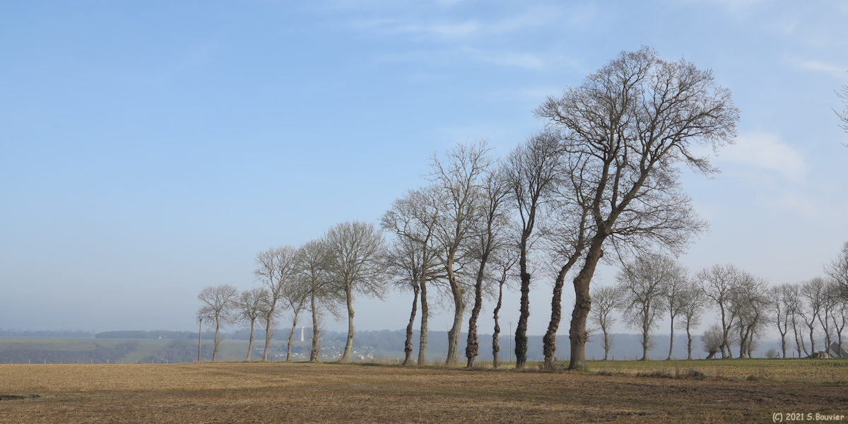 Malleville les Grès (Arbres)