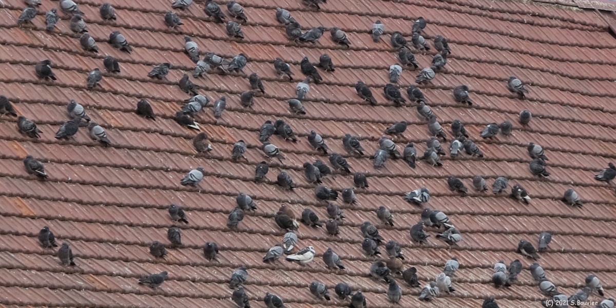 Hautot sur Mer (Pigeons)