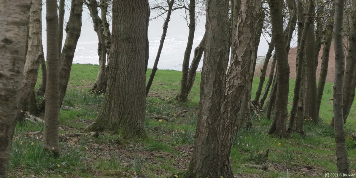 Varengevillle sur Mer (Prairie)