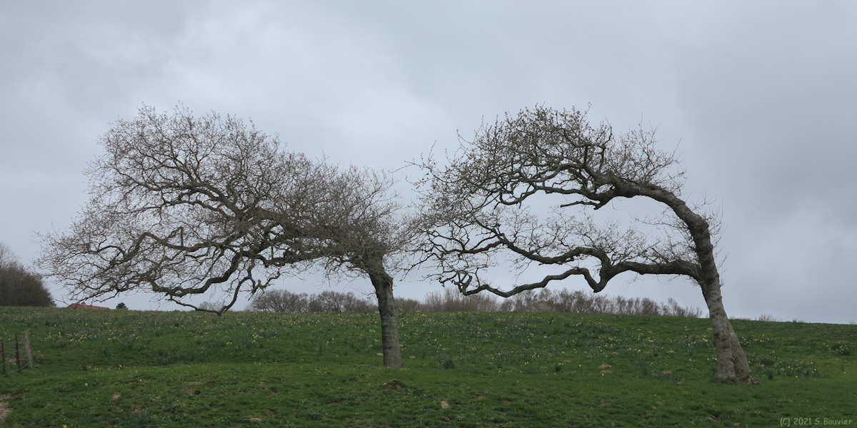 Varengeville sur Mer (Trois Arbres)