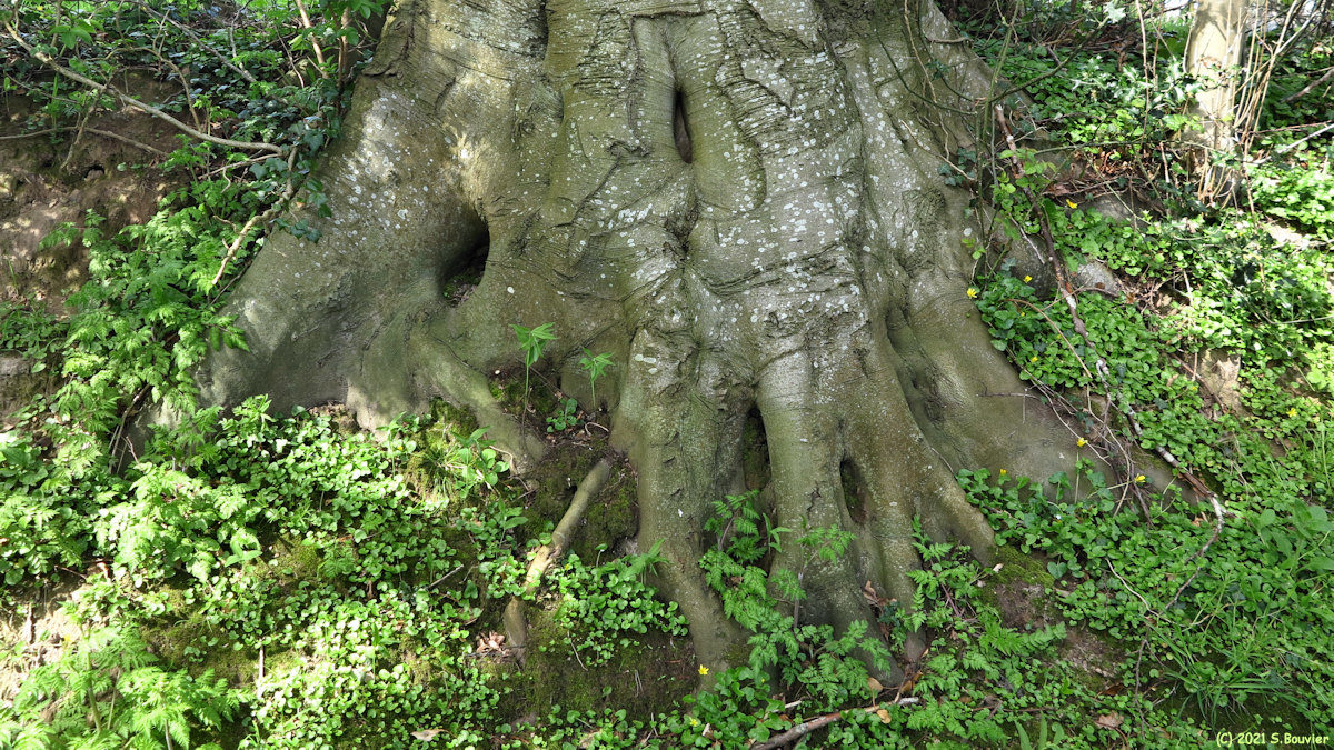 Grèges (Pied d'un Hêtre)