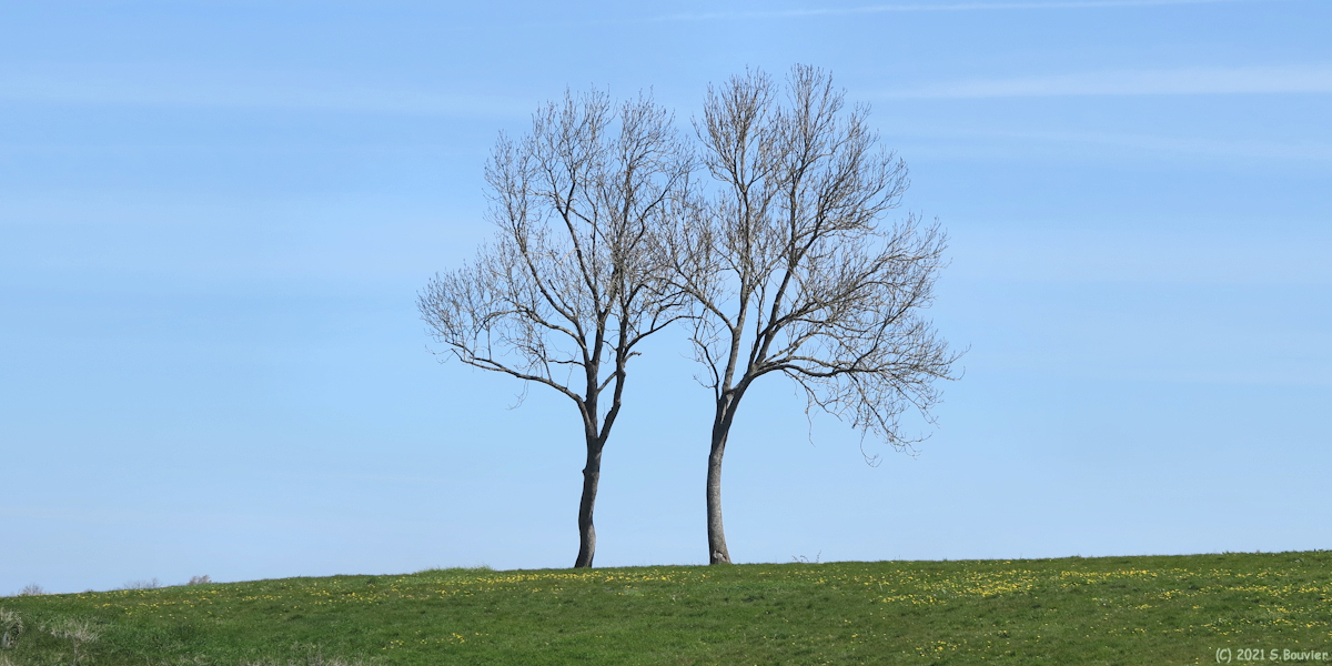 Sauchay (Deux Arbres)