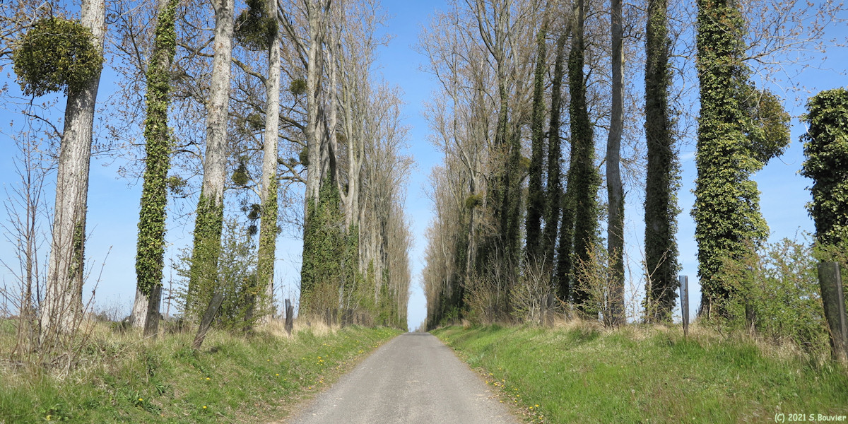 Derchigny (Avenue)