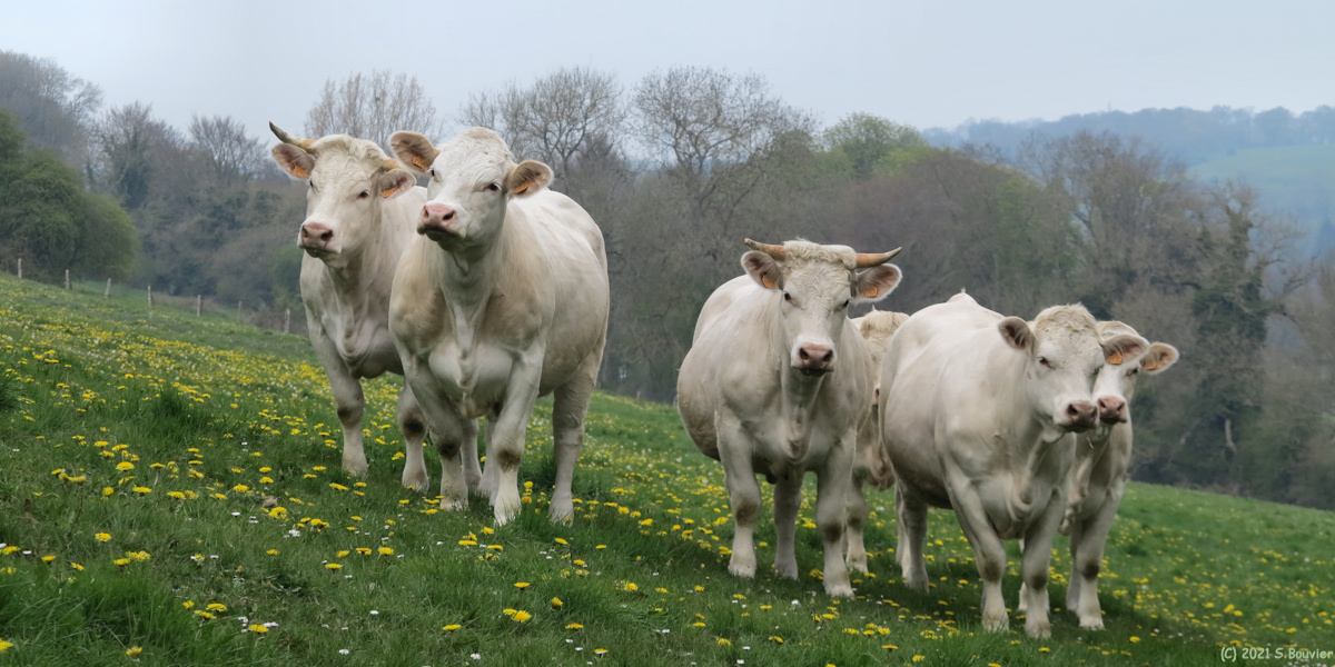 Offranville (Vaches)