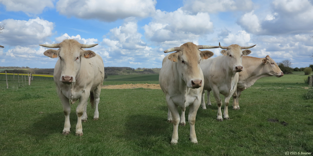 Biville la Rivière (Vaches)
