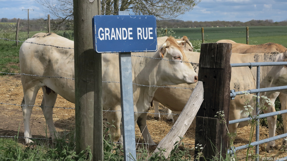 Tocqueville en Caux (Vaches)