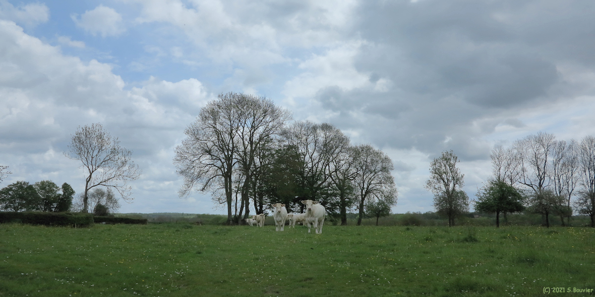Le Catelier (Vaches)