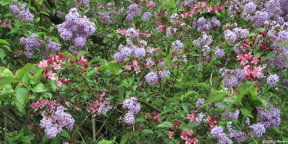 Criel sur Mer (Lilas)