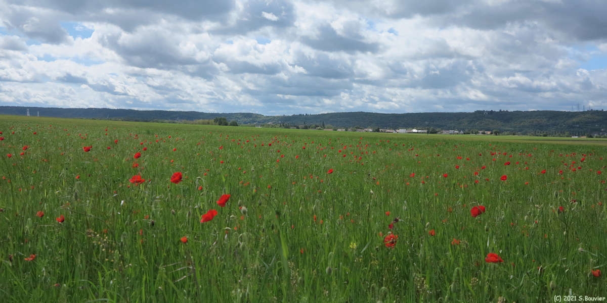 Sahurs (Coquelicots)