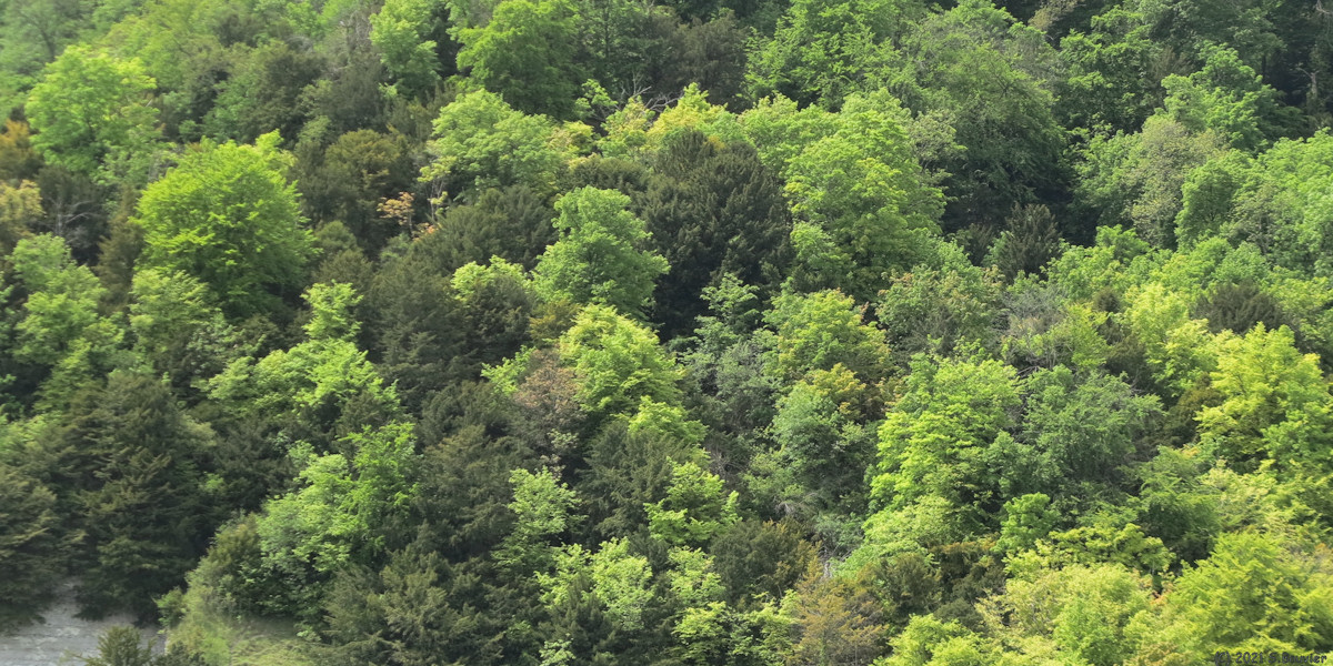Caumont (Bois)