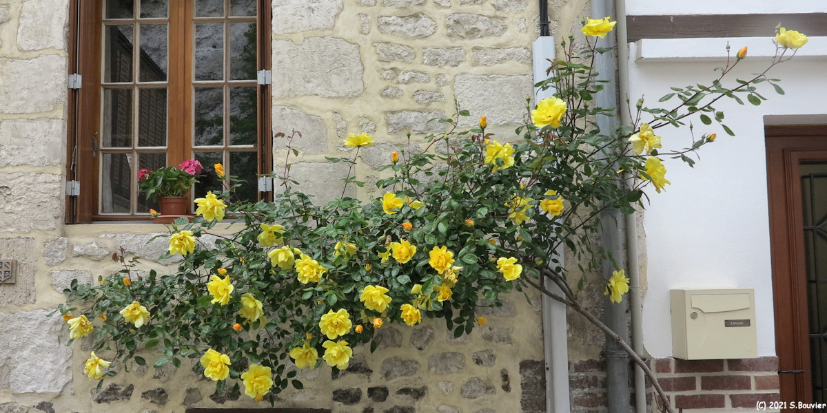 La Bouille (Rosier)