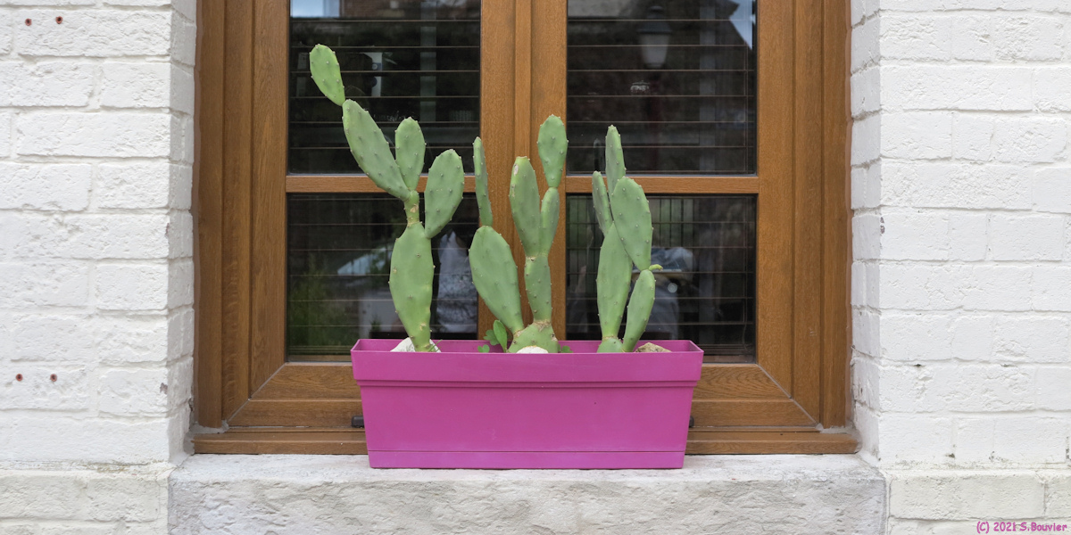 La Bouille (Cactus)