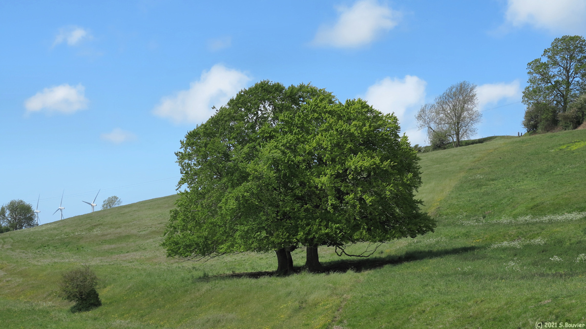 Saint Martin le Gaillard (Arbres)