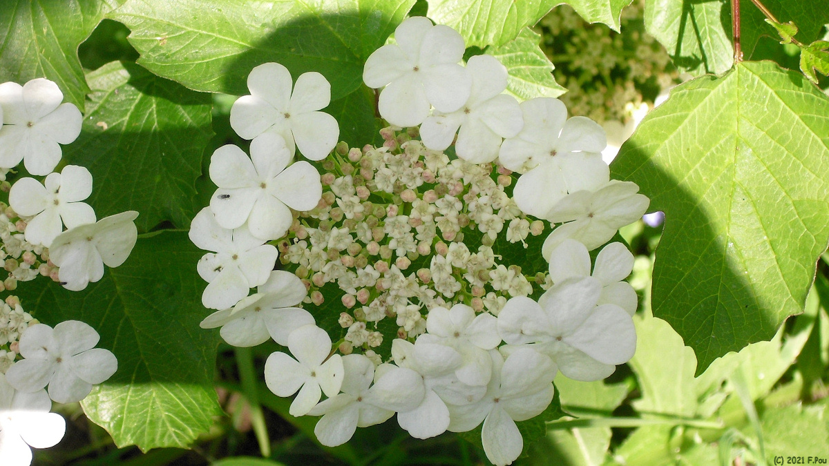 Cuverville sur Yères (Viorne Obier)