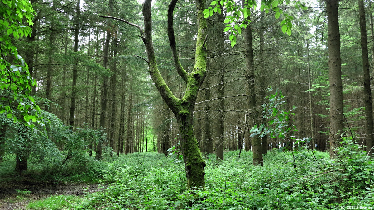 Forêt d'Eu (Arbre)