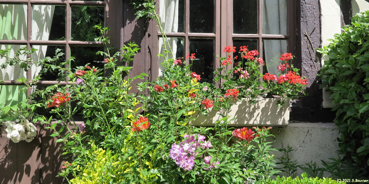 Jumièges (Fleurs)