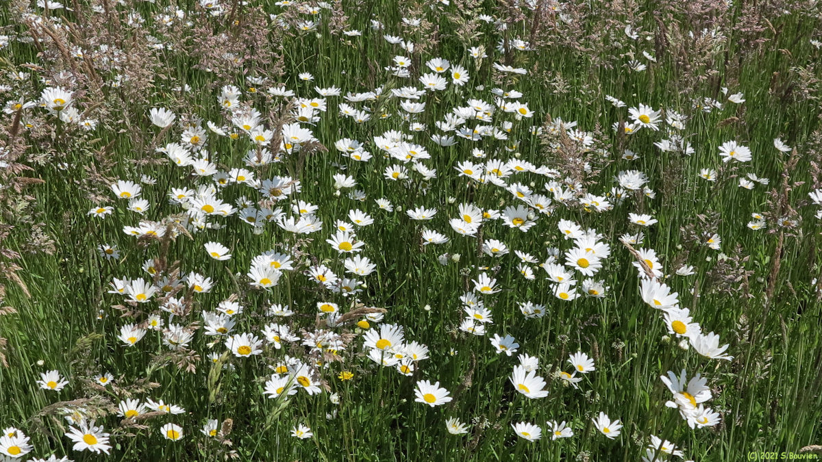 Jumièges (Marguerites)