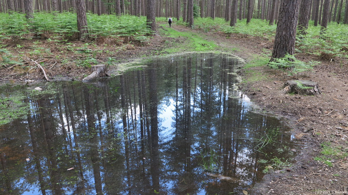 Forêt de Jumièges (Reflet)