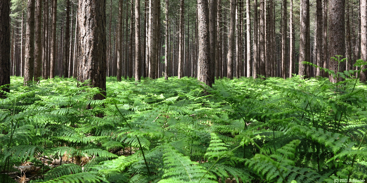 Forêt de Jumièges (Fougères)