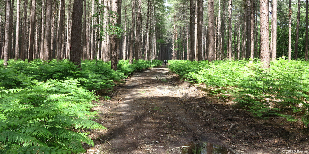 Forêt de Jumièges (Chemin)