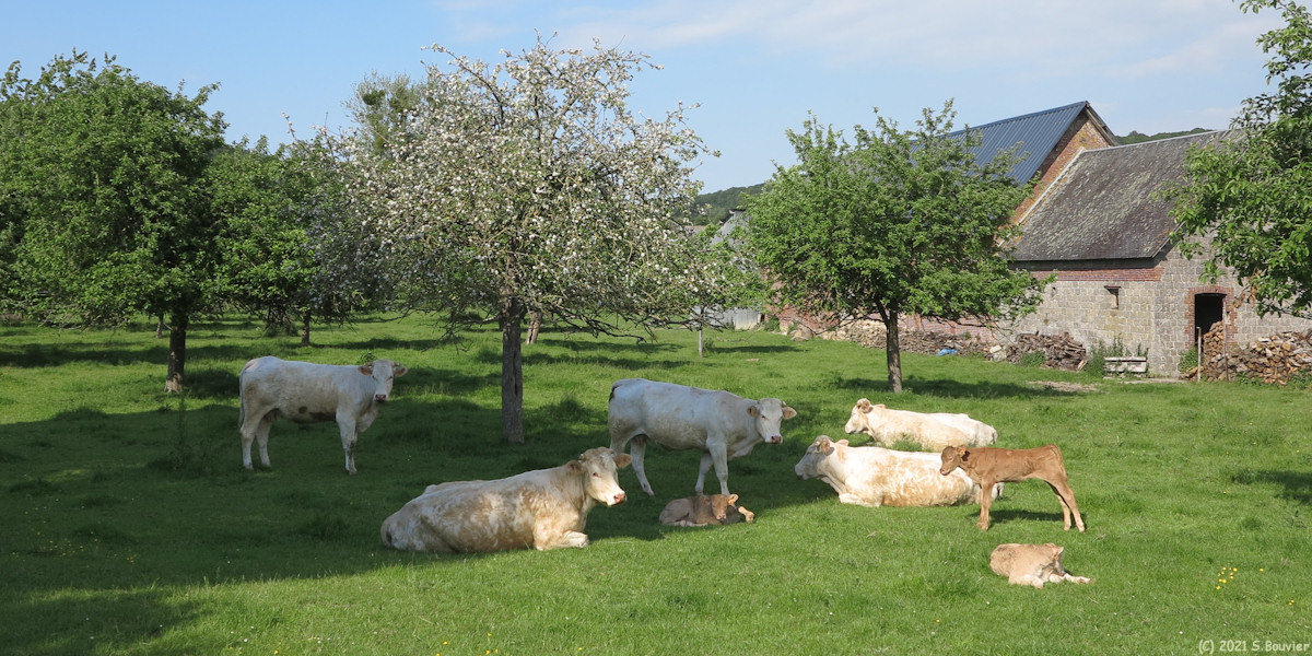 Sept-Meules (Vaches)