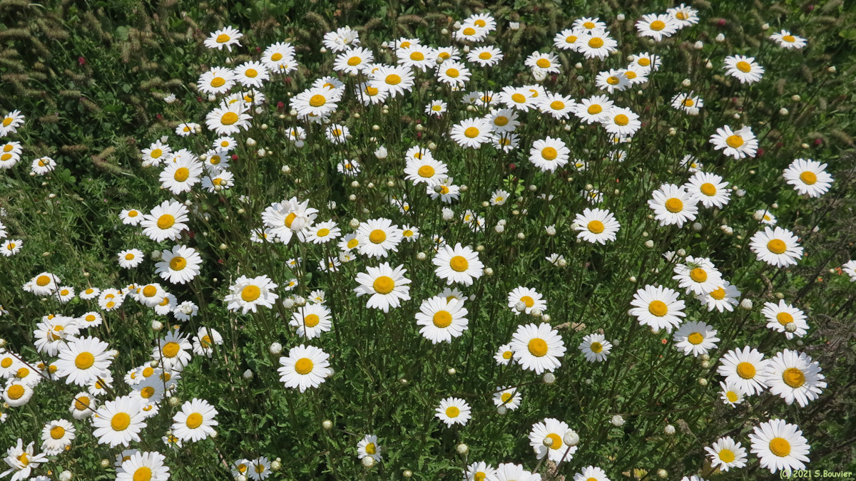 Villy sur Yères (Marguerites)
