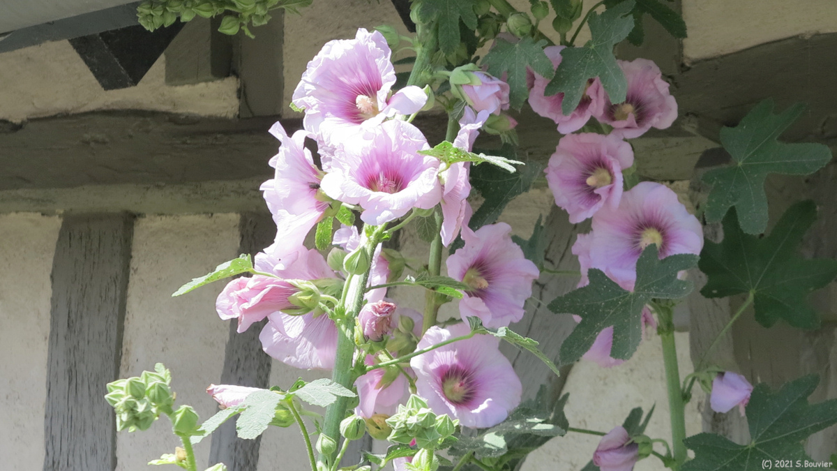 Vatteville la Rue (Roses trémières)