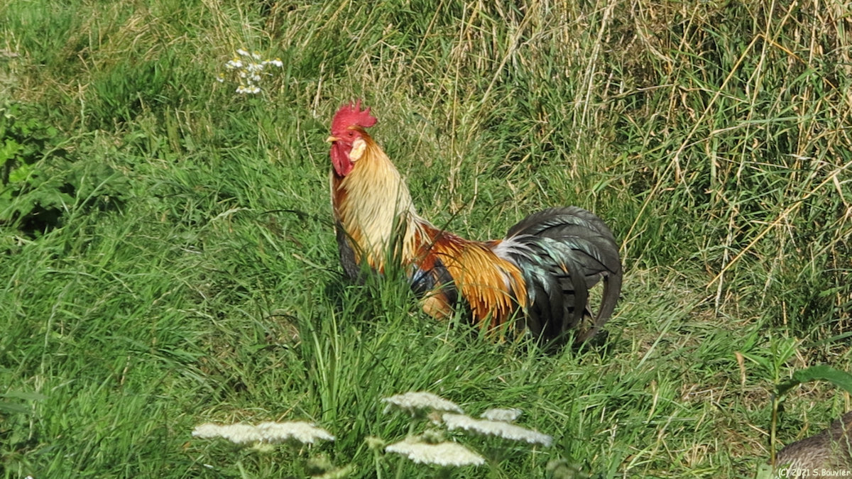 Dampierre Saint Nicolas (Coq)