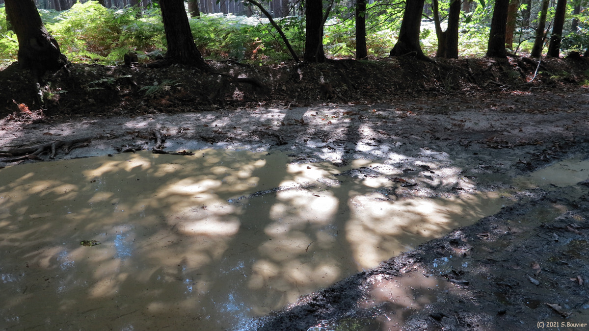 Forêt de Jumièges (Ombres)