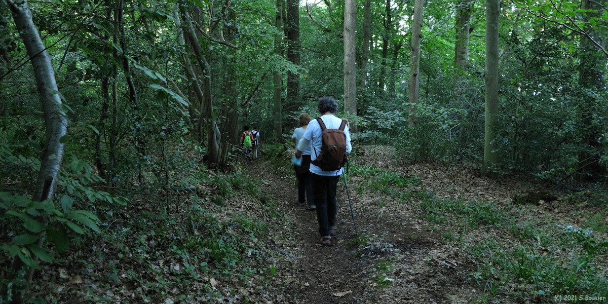 Forêt de Villequier (Sente)