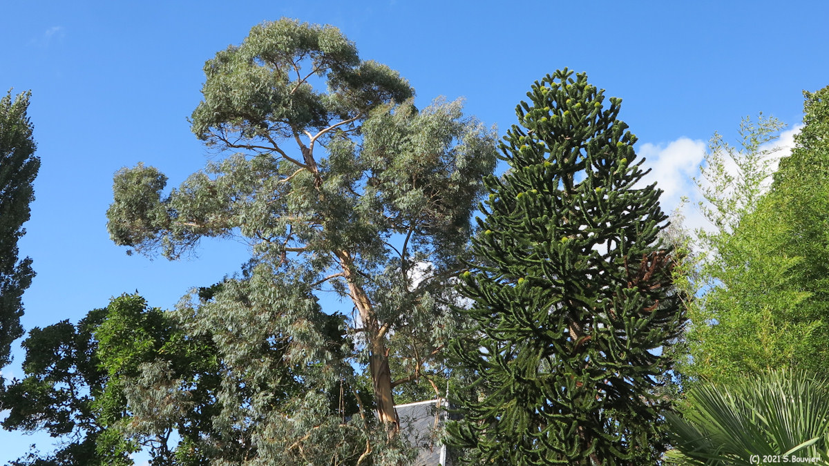 La Vaupalière (Deux Arbres)