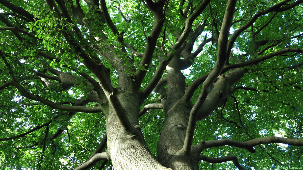 Forêt de Roumare (Ramure)