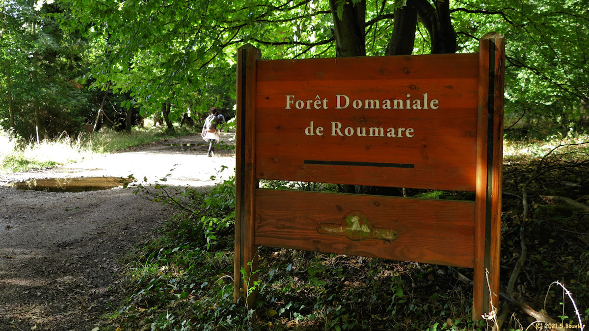 Forêt de Roumare (Panneau)