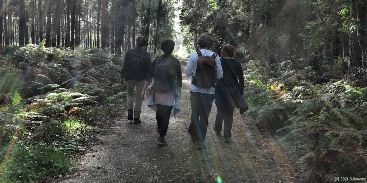 Forêt de Roumare (Route Forestière)