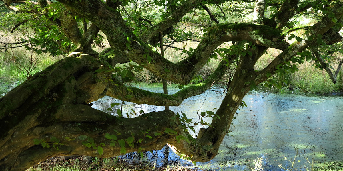Forêt de Roumare (Charme couché)