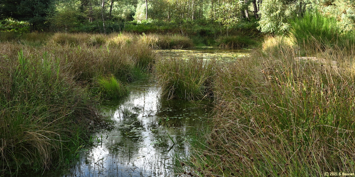 Forêt de Roumare (Mare)