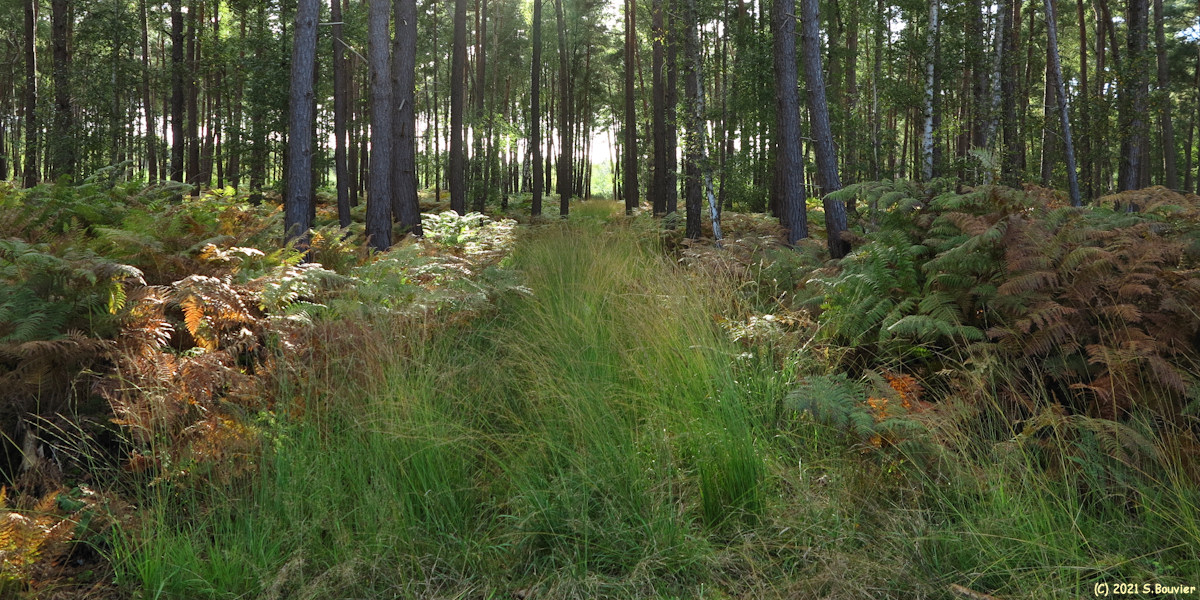 Forêt de Roumare (Chemin)
