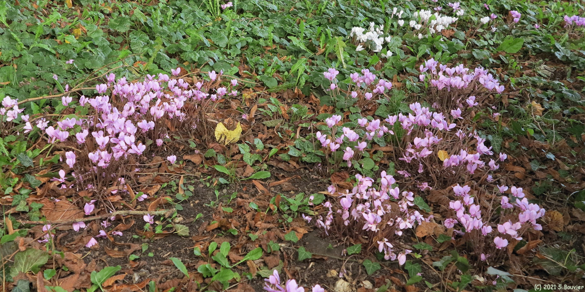 Saint Pierre de Manneville (Cyclamens)