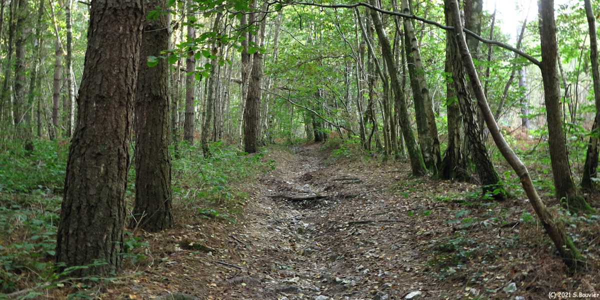 Saint Léger du Bourg Denis (Chemin)