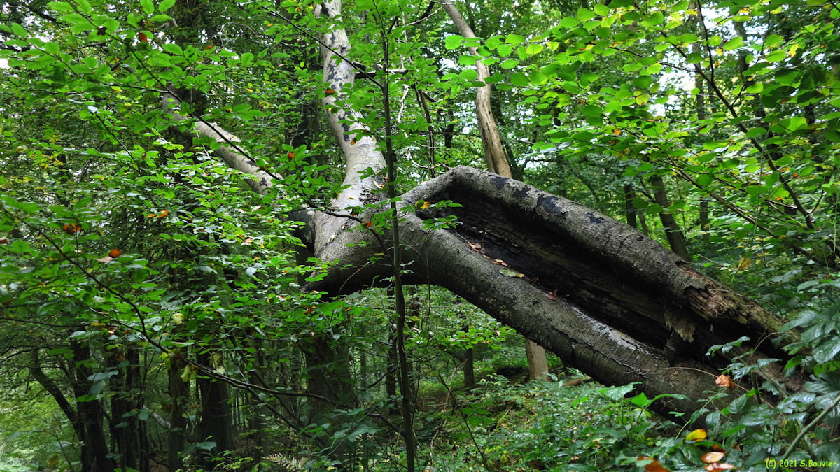 Saint Aubin Celloville (Arbre)